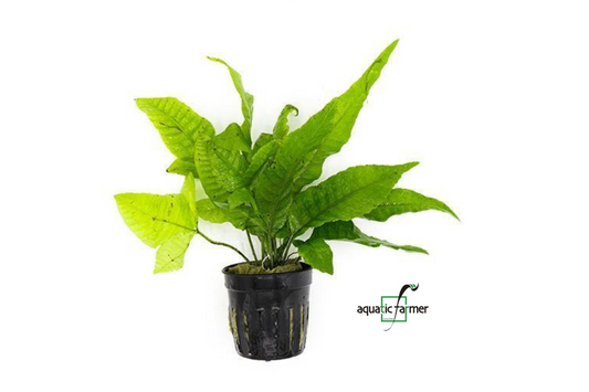 [SG READY STOCKS Live Aquatic Plant] Bolbitis Heteroclita Potted by Aquatic Farmer