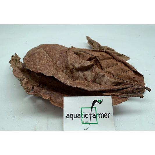 Indian almond leaf (IAL) or Catappa dried leaves (pack of 7-10 leaves) by Aquatic Farmer