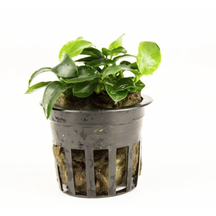 [SG READY STOCKS Live Aquatic Plant] Anubias Nana Petite by Aquatic Farmer