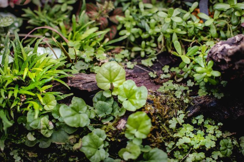 [SG READY STOCKS Live Aquatic Plant] Cardamine Lyrata in Lead Bunch by Aquatic Farmer