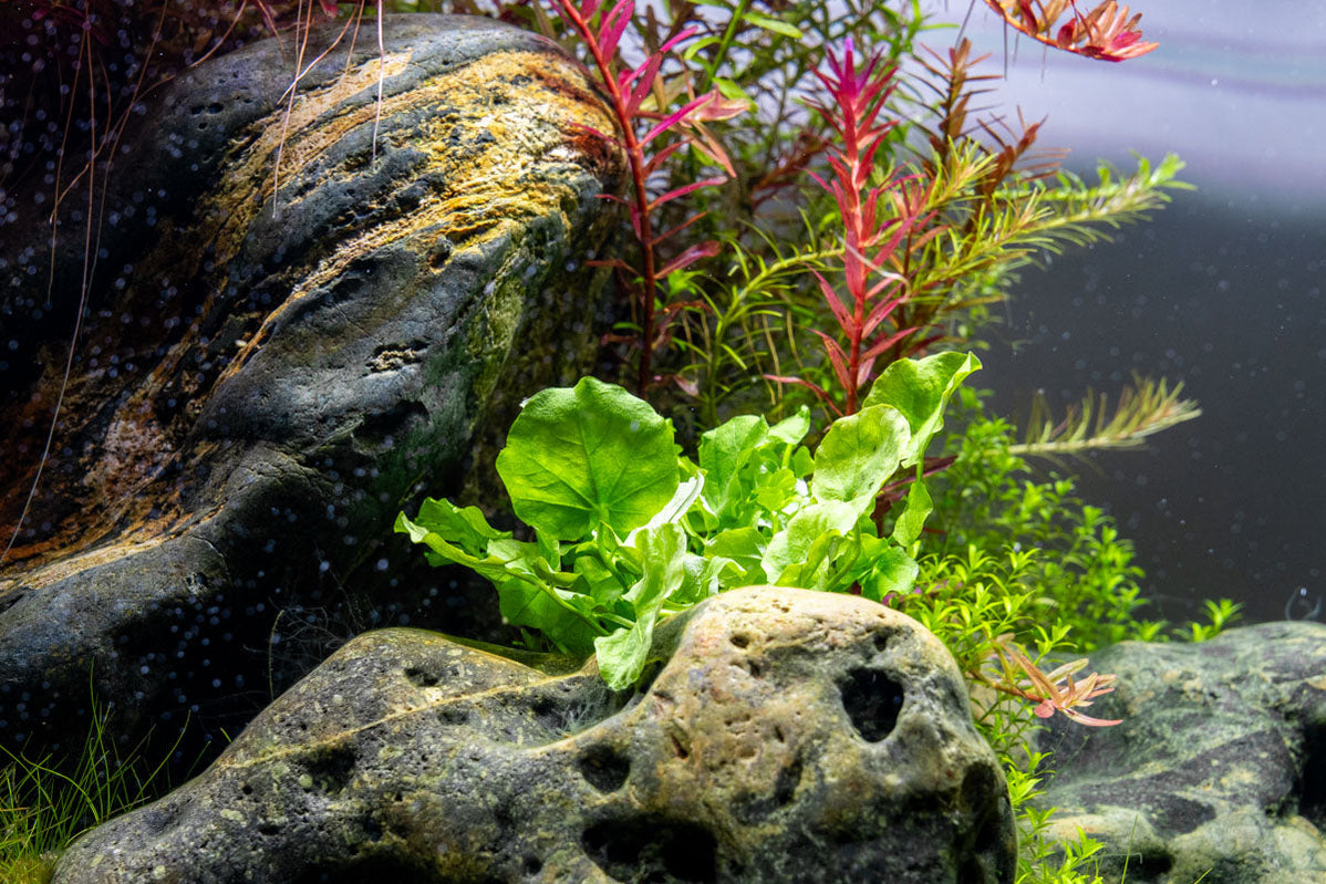 [SG READY STOCKS Live Aquatic Plant] Cardamine Lyrata in Lead Bunch by Aquatic Farmer
