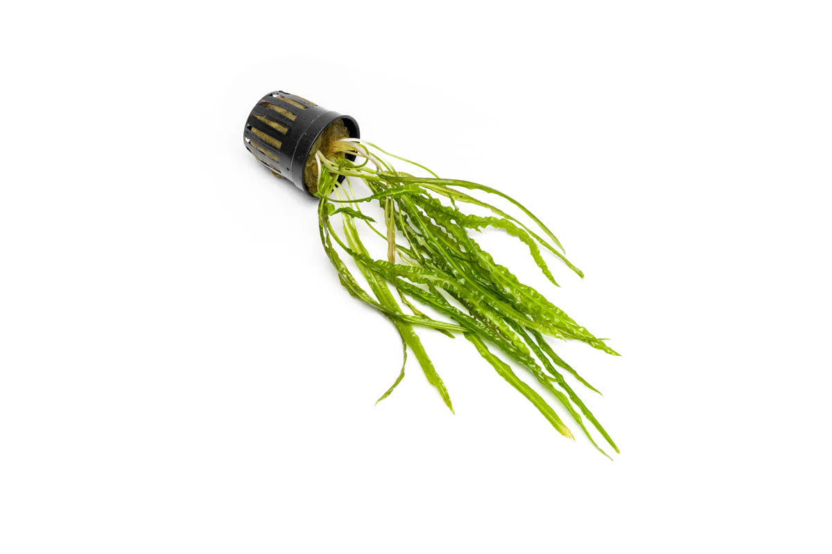 [SG READY STOCKS Live Aquatic Plant] Cryptocoryne Balansae Potted by Aquatic Farmer