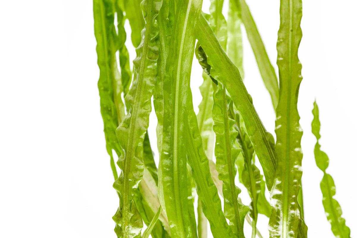 [SG READY STOCKS Live Aquatic Plant] Cryptocoryne Balansae Potted by Aquatic Farmer