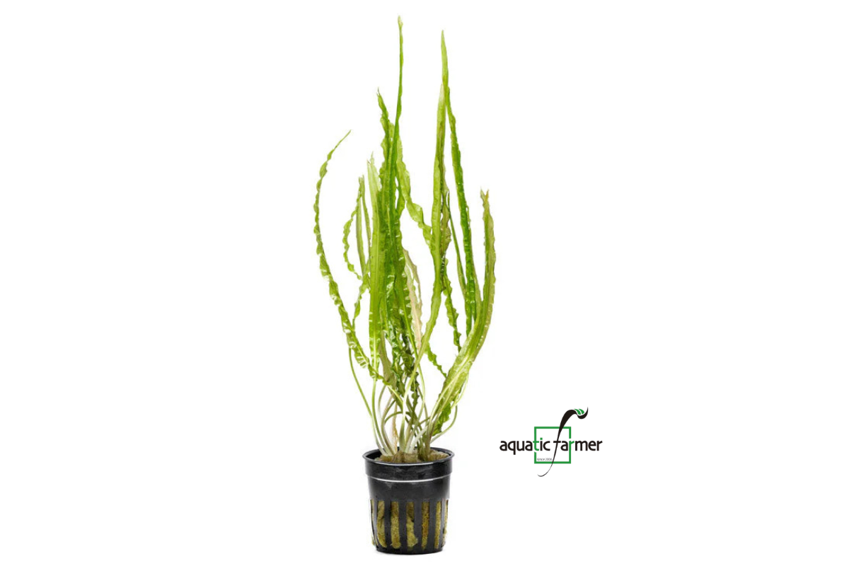 [SG READY STOCKS Live Aquatic Plant] Cryptocoryne Balansae Potted by Aquatic Farmer