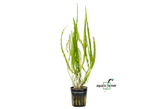 [SG READY STOCKS Live Aquatic Plant] Cryptocoryne Balansae Potted by Aquatic Farmer