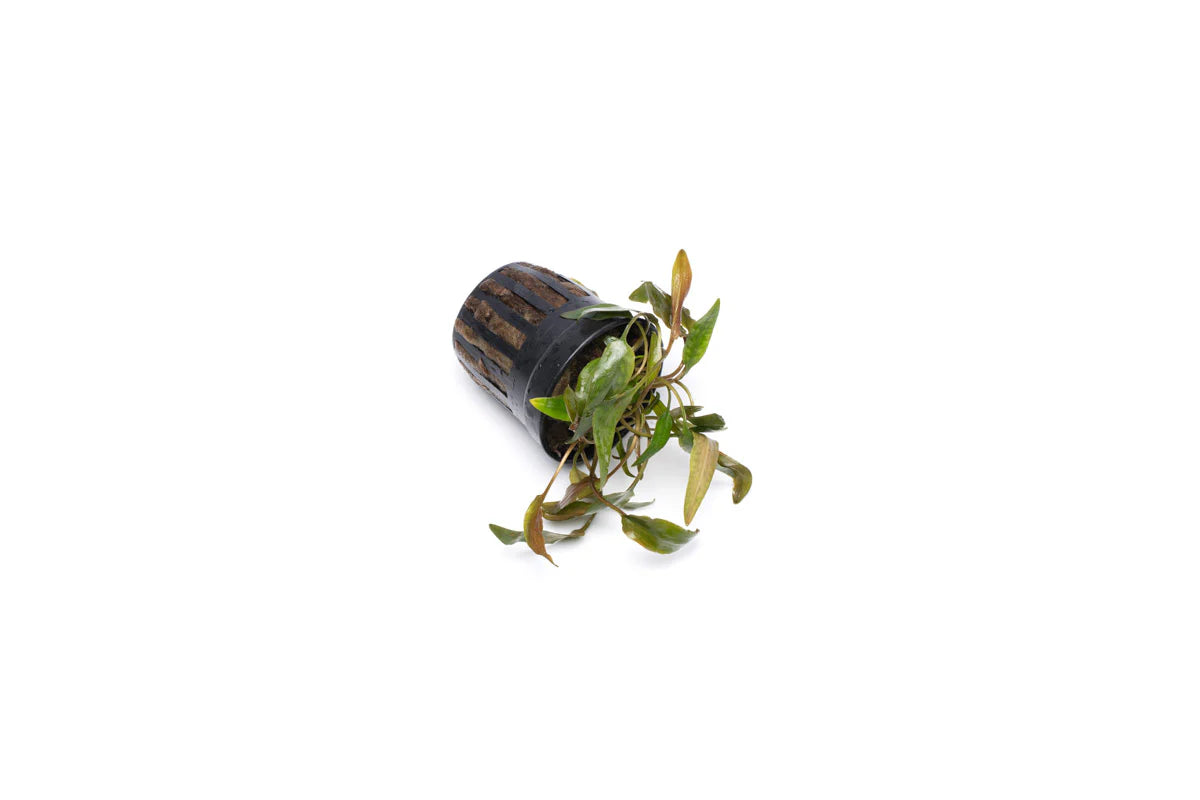 [SG READY STOCKS Live Aquatic Plant] Cryptocoryne Beckettii Potted by Aquatic Farmer
