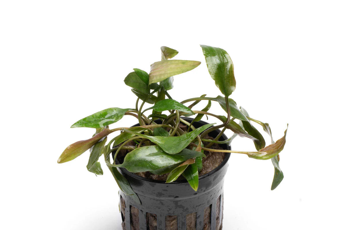 [SG READY STOCKS Live Aquatic Plant] Cryptocoryne Beckettii Potted by Aquatic Farmer