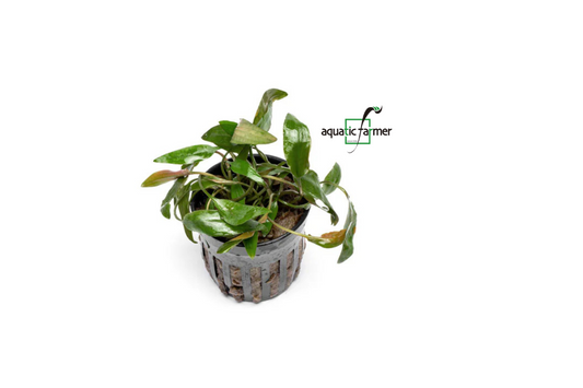 [SG READY STOCKS Live Aquatic Plant] Cryptocoryne Beckettii Potted by Aquatic Farmer