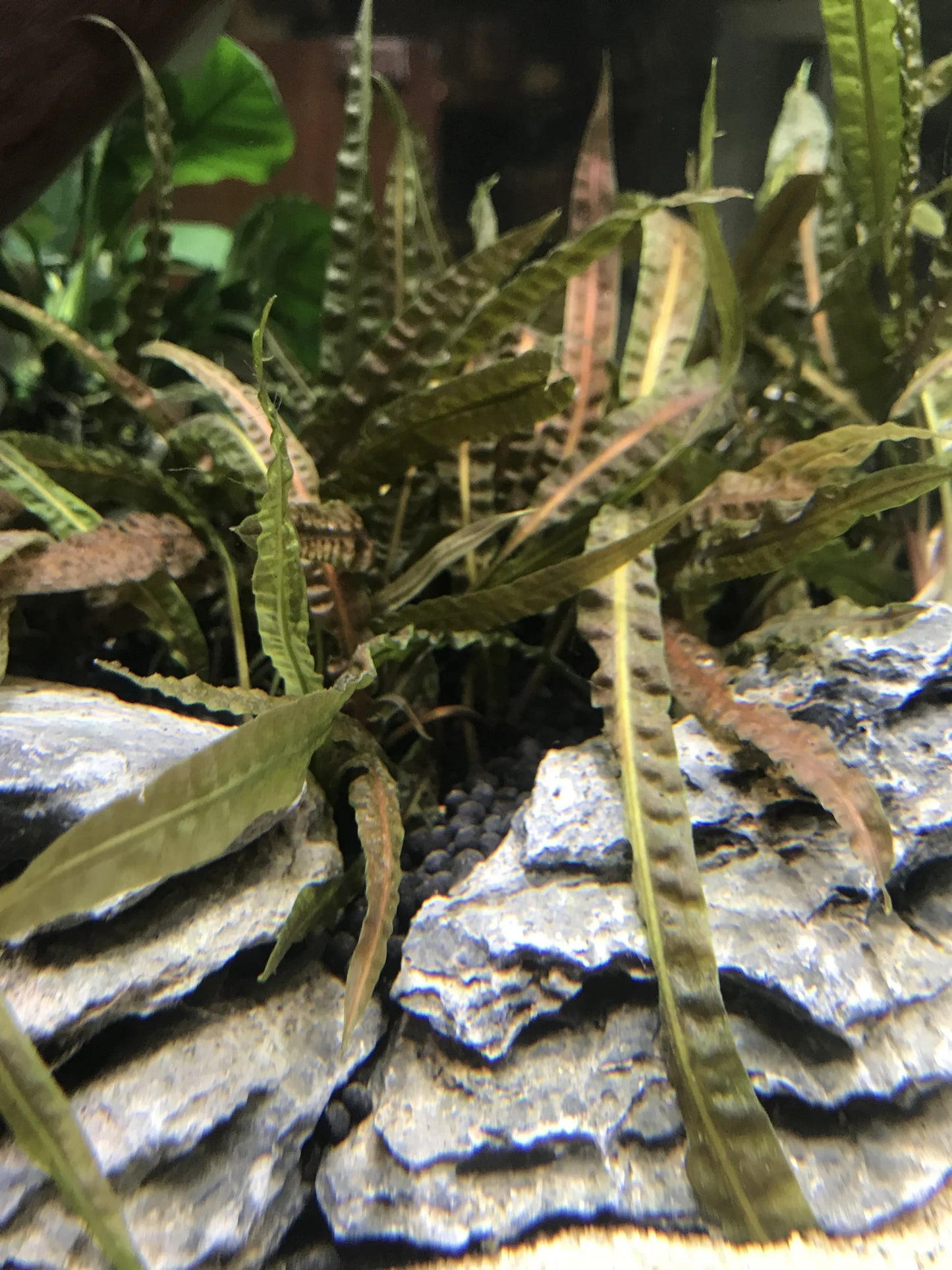 [SG READY STOCKS Live Aquatic Plant] Cryptocoryne Balansae Potted by Aquatic Farmer