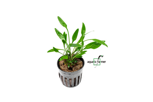 [SG READY STOCKS Live Aquatic Plant] Cryptocoryne Lutea Potted by Aquatic Farmer