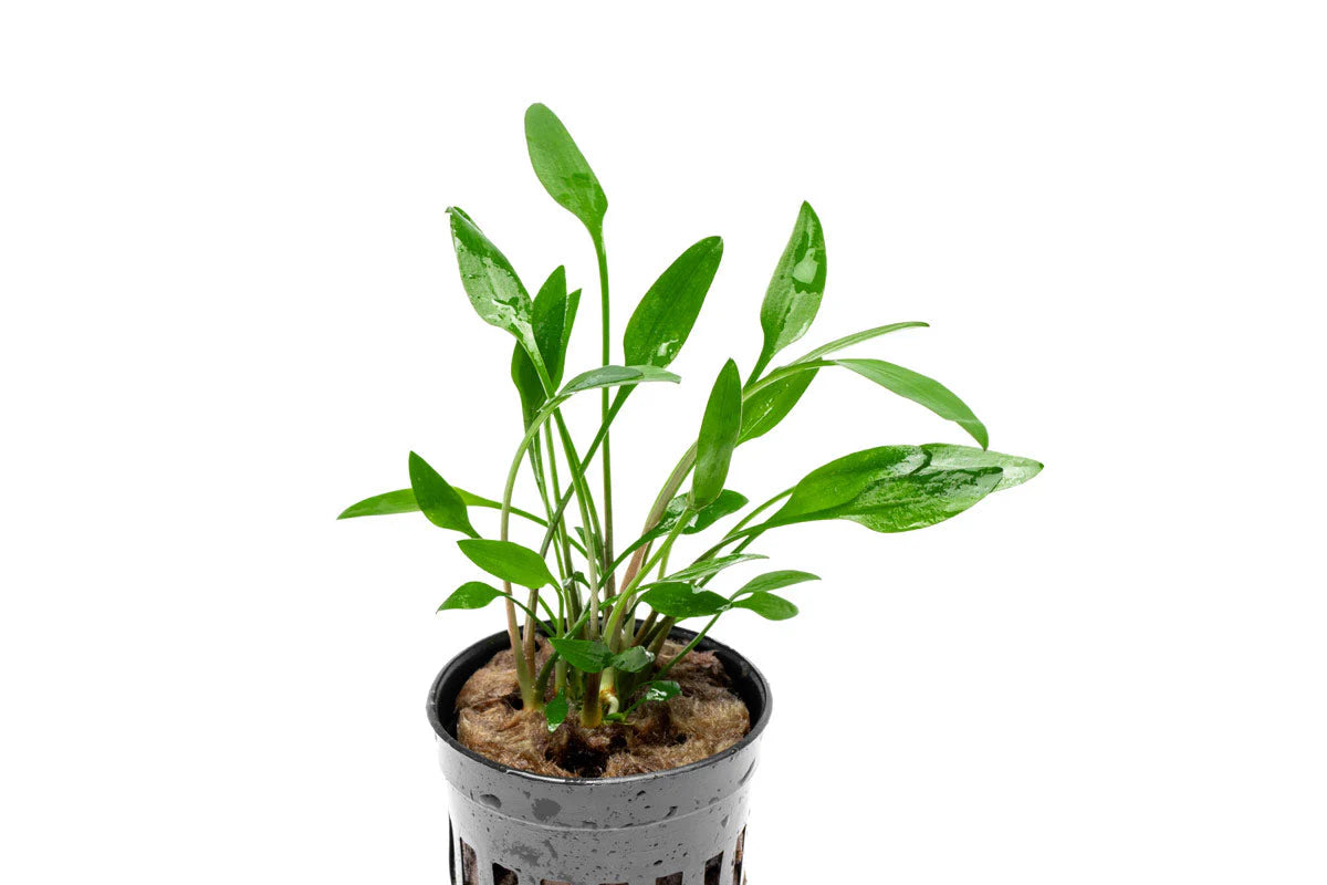 [SG READY STOCKS Live Aquatic Plant] Cryptocoryne Lutea Potted by Aquatic Farmer