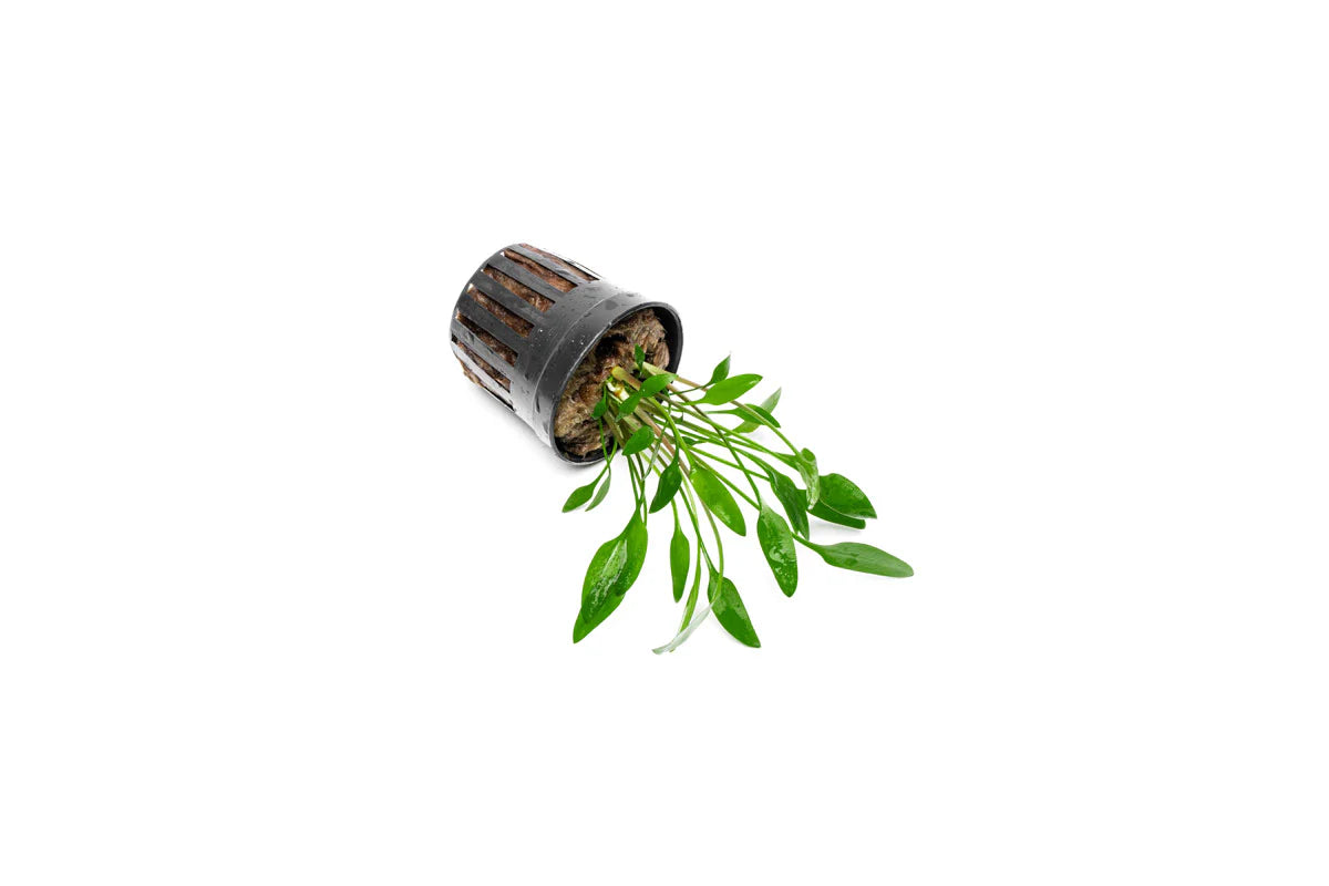 [SG READY STOCKS Live Aquatic Plant] Cryptocoryne Lutea Potted by Aquatic Farmer