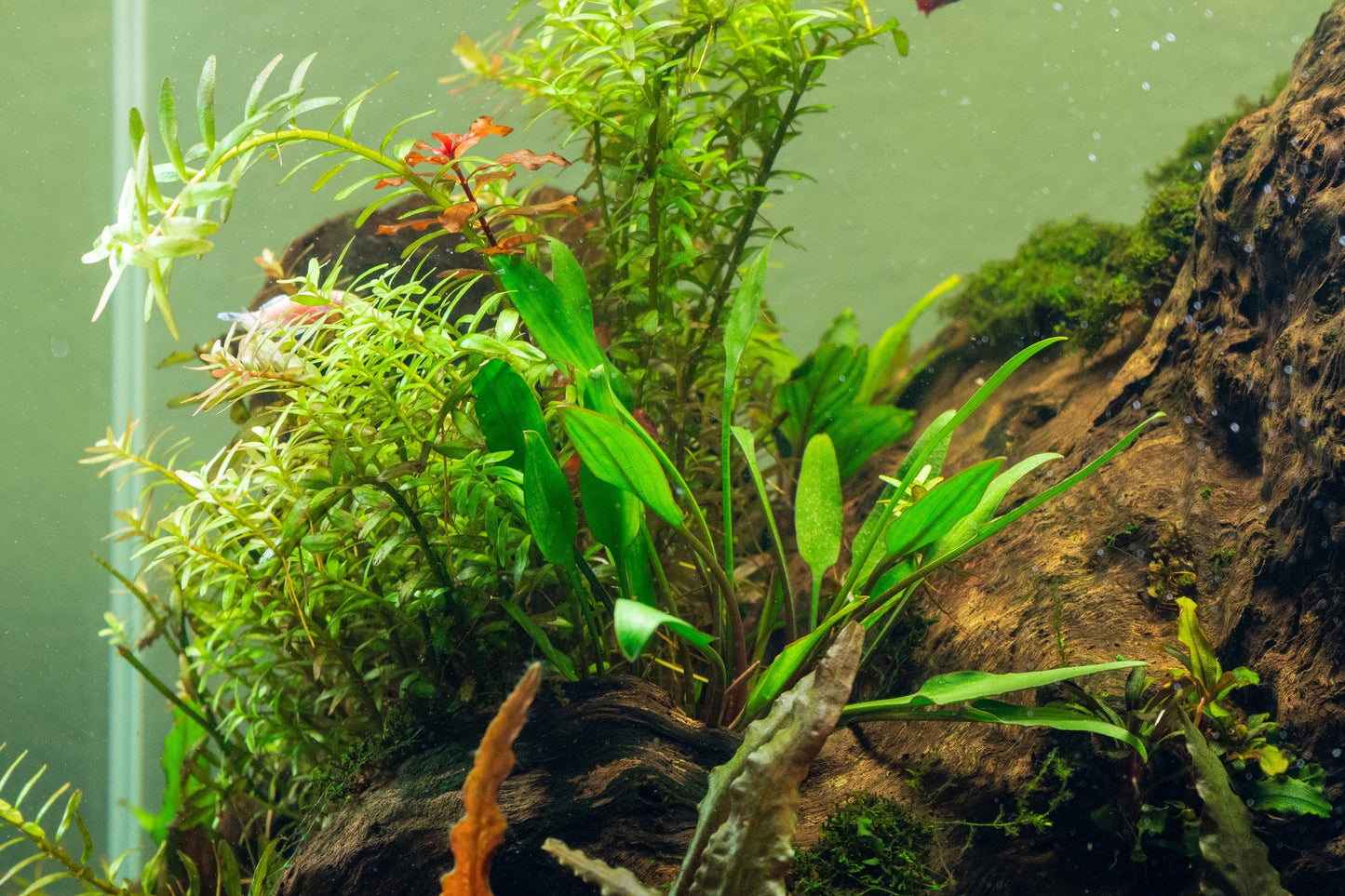 [SG READY STOCKS Live Aquatic Plant] Cryptocoryne Lutea Potted by Aquatic Farmer