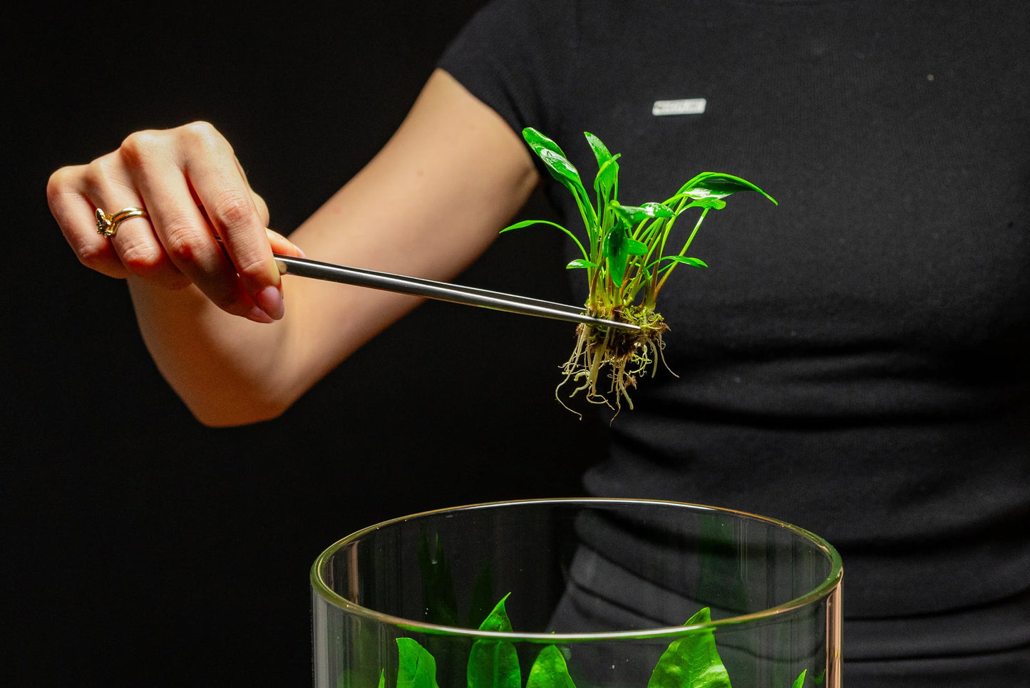 [SG READY STOCKS Live Aquatic Plant] Cryptocoryne Lutea Potted by Aquatic Farmer