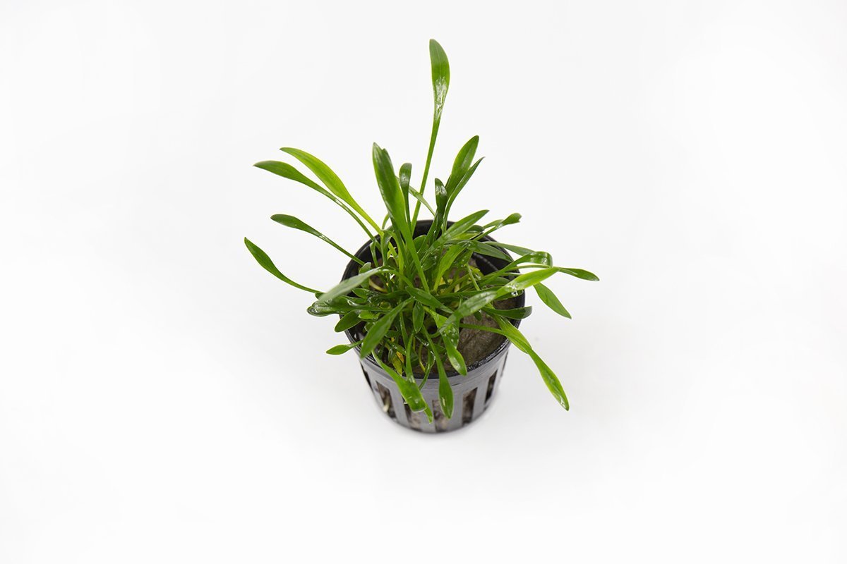 [SG READY STOCKS Live Aquatic Plant] Cryptocoryne parva Potted by Aquatic Farmer
