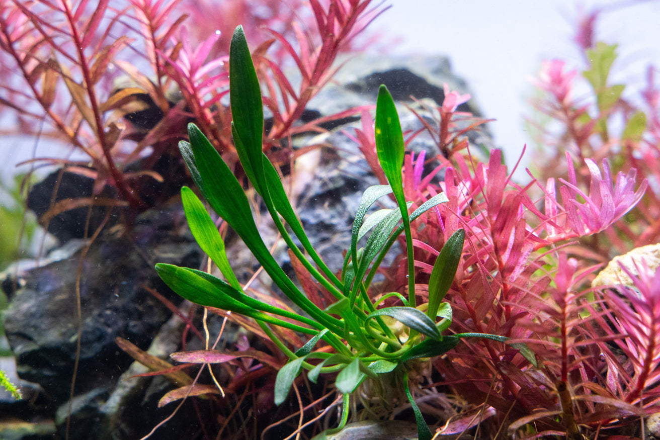 [SG READY STOCKS Live Aquatic Plant] Cryptocoryne parva Potted by Aquatic Farmer