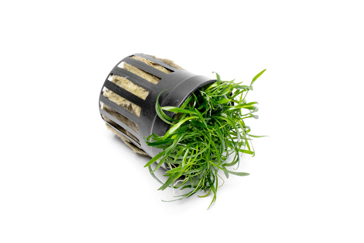 [SG READY STOCKS Live Aquatic Plant] Cryptocoryne parva Potted by Aquatic Farmer