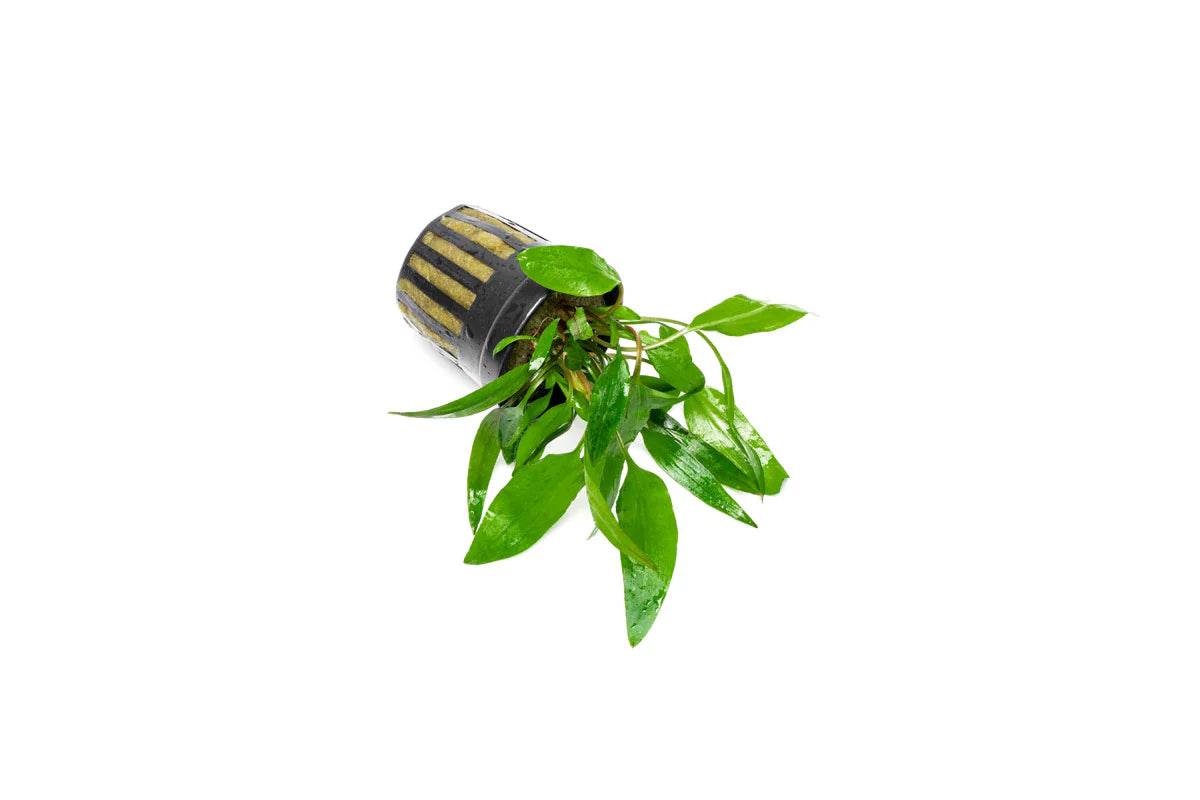 [SG READY STOCKS Live Aquatic Plant] Cryptocoryne Petchii Potted by Aquatic Farmer