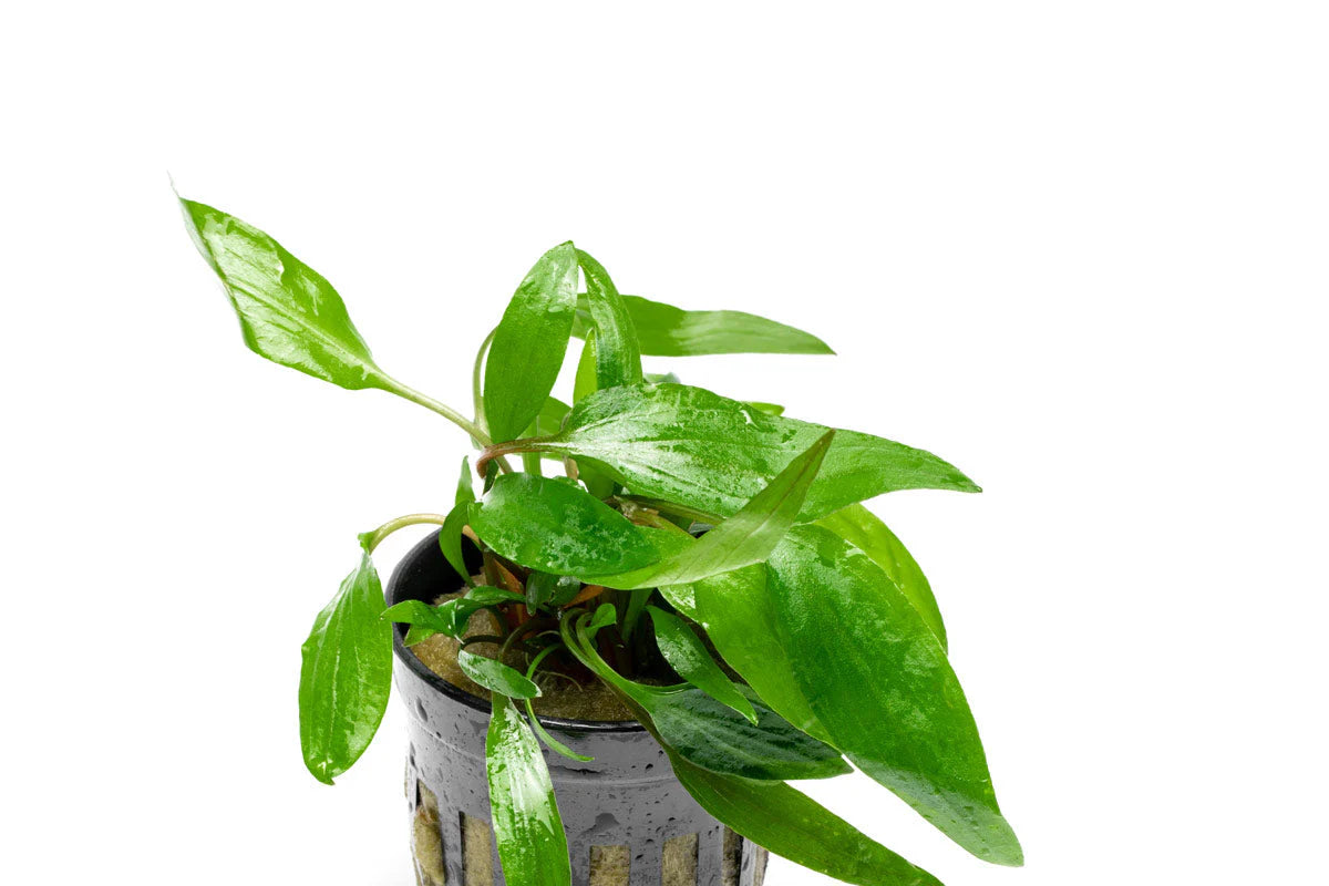 [SG READY STOCKS Live Aquatic Plant] Cryptocoryne Petchii Potted by Aquatic Farmer