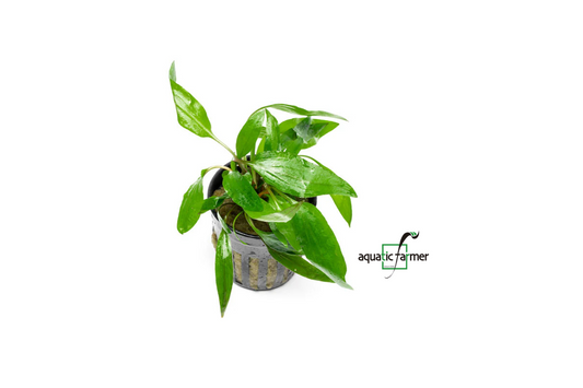 [SG READY STOCKS Live Aquatic Plant] Cryptocoryne Petchii Potted by Aquatic Farmer