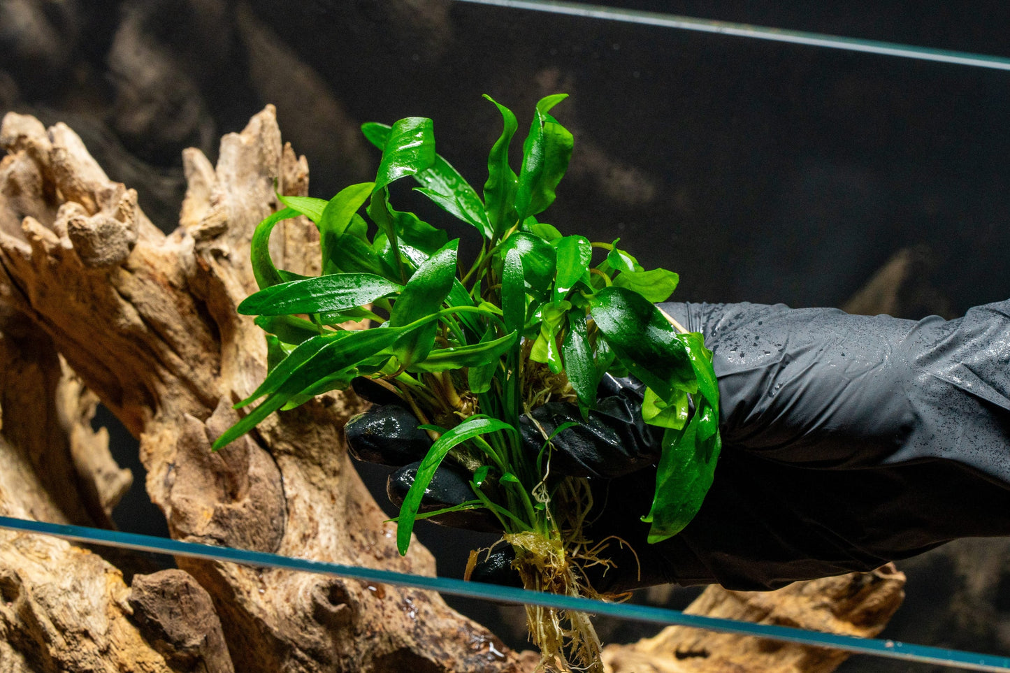 [SG READY STOCKS Live Aquatic Plant] Cryptocoryne Petchii Potted by Aquatic Farmer