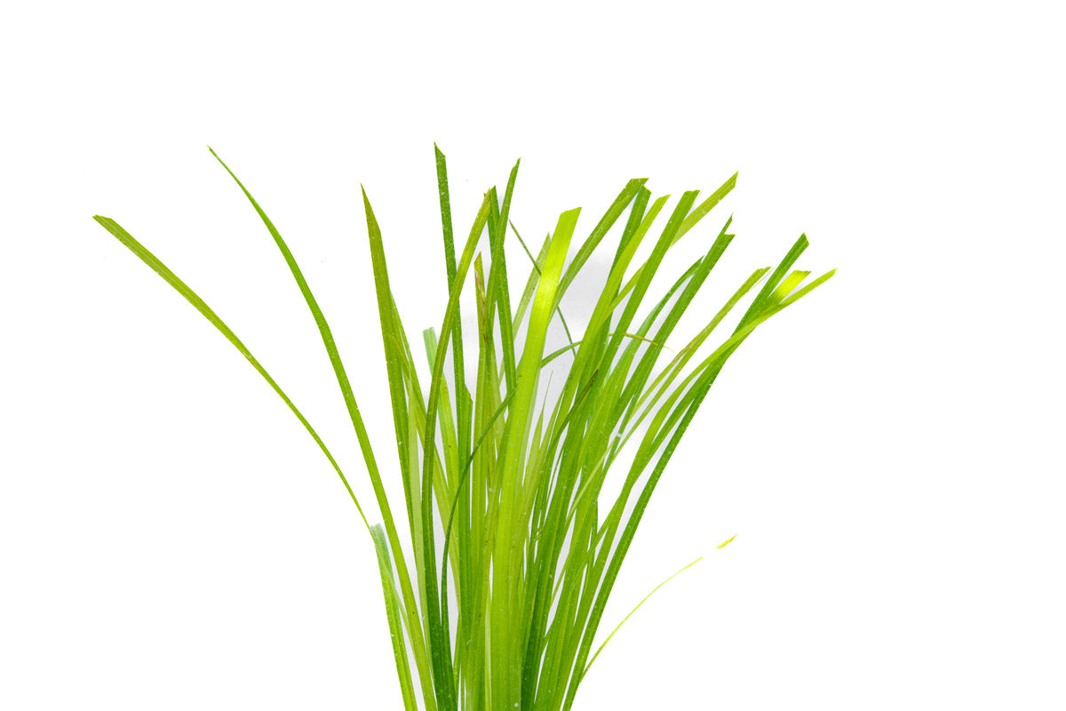 [SG READY STOCKS Live Aquatic Plant] Cyperus helferi in Lead Bunch by Aquatic Farmer