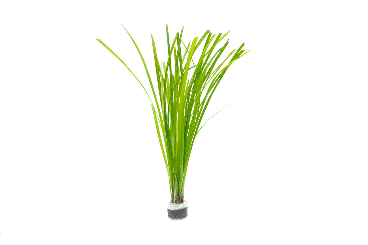 [SG READY STOCKS Live Aquatic Plant] Cyperus helferi in Lead Bunch by Aquatic Farmer