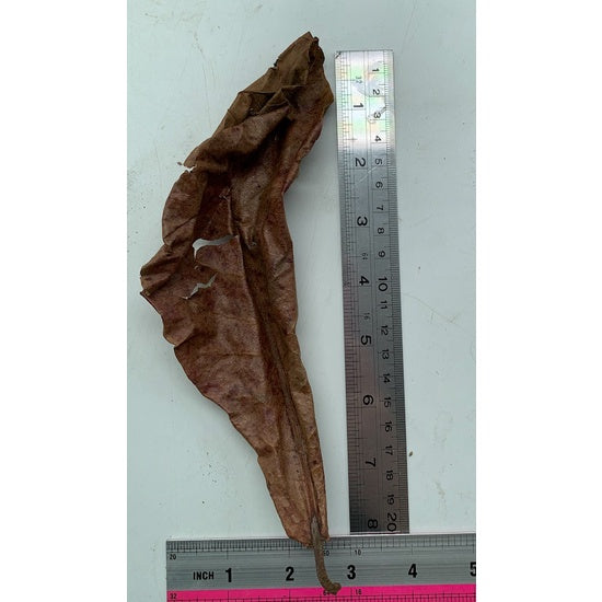 Indian almond leaf (IAL) or Catappa dried leaves (pack of 7-10 leaves) by Aquatic Farmer