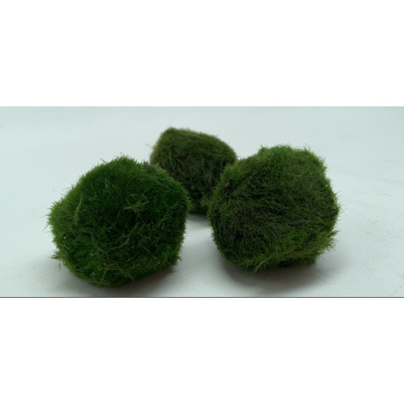 [SG READY STOCKS] Chadoflora Aegagropila Mini Moss Balls (3pcs) by Aquatic Farmer