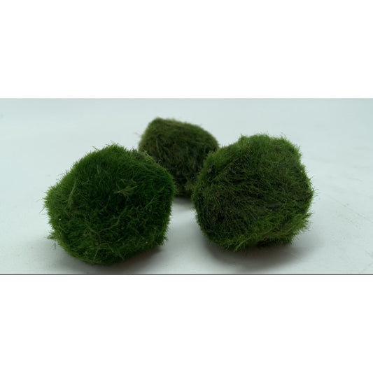 [SG READY STOCKS] Chadoflora Aegagropila Mini Moss Balls (3pcs) by Aquatic Farmer