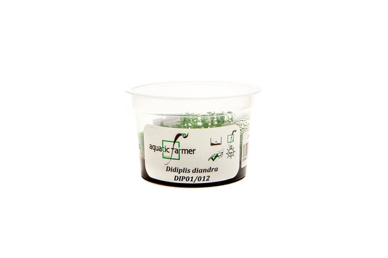 [SG READY STOCKS Live Aquatic Tissue Culture Plant] Didiplis diandra by Aquatic Farmer