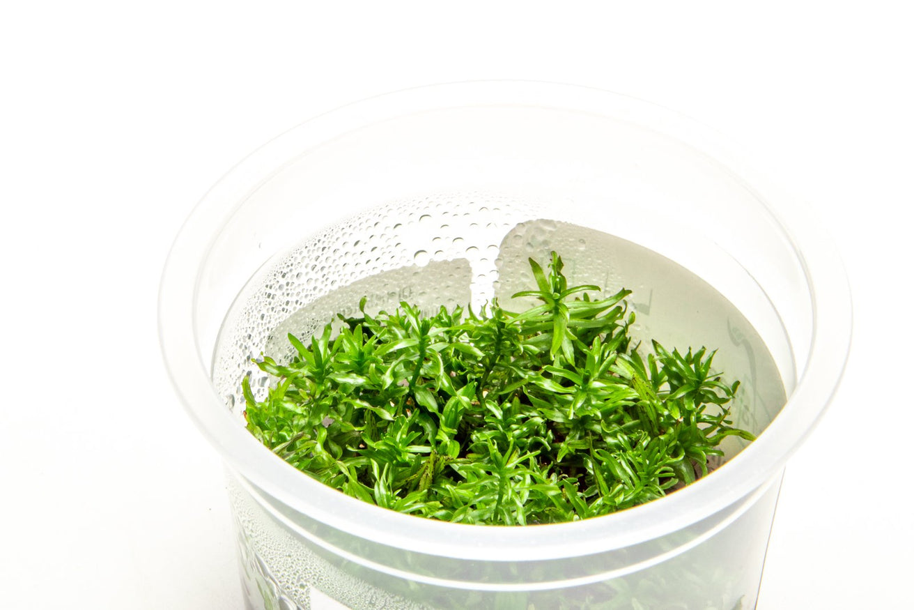 [SG READY STOCKS Live Aquatic Tissue Culture Plant] Didiplis diandra by Aquatic Farmer