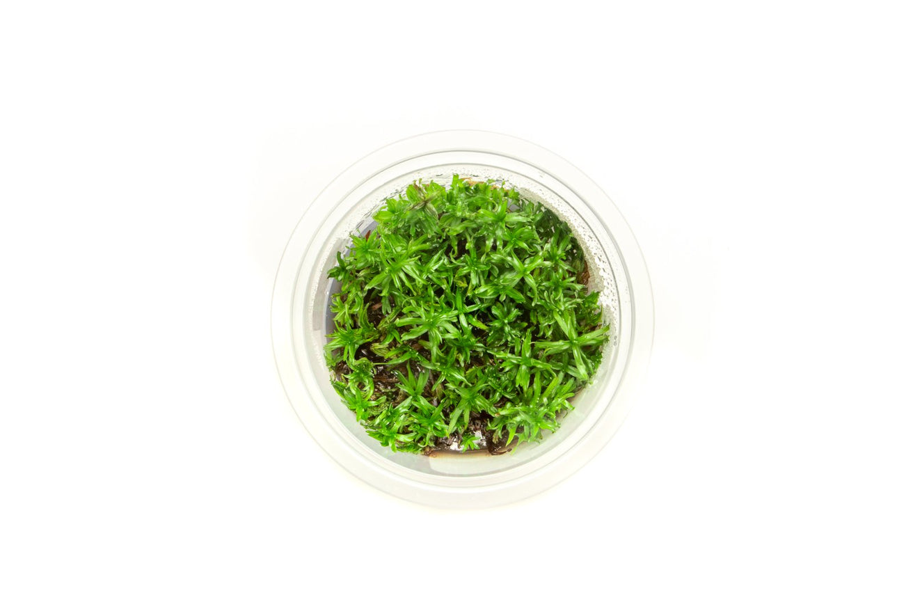 [SG READY STOCKS Live Aquatic Tissue Culture Plant] Didiplis diandra by Aquatic Farmer