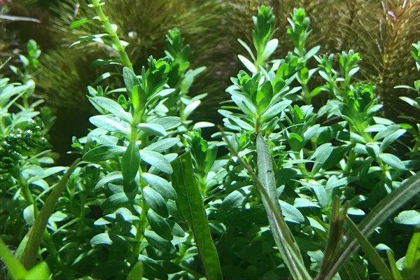 [SG READY STOCKS Live Aquatic Tissue Culture Plant] Didiplis diandra by Aquatic Farmer