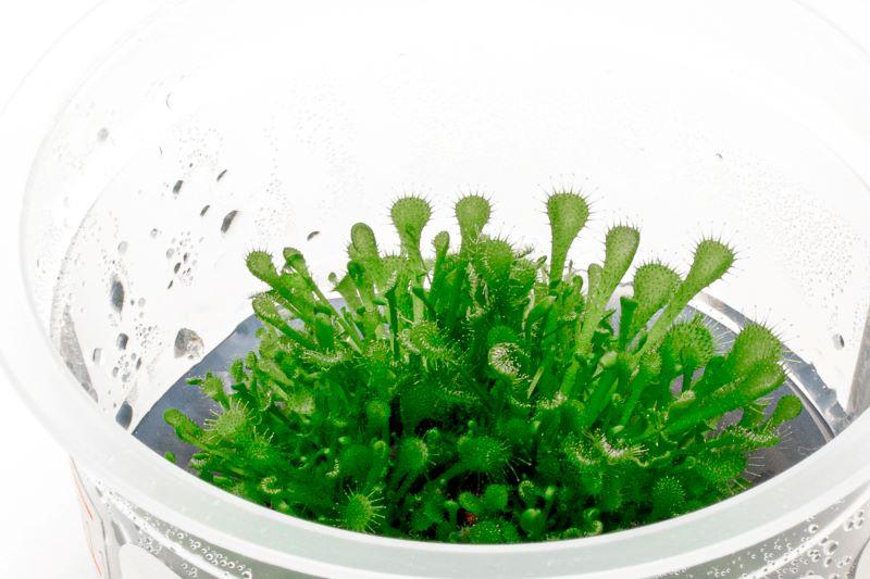 [SG READY STOCKS Live Aquatic Tissue Culture Plant] Drosera rotundifolia by Aquatic Farmer