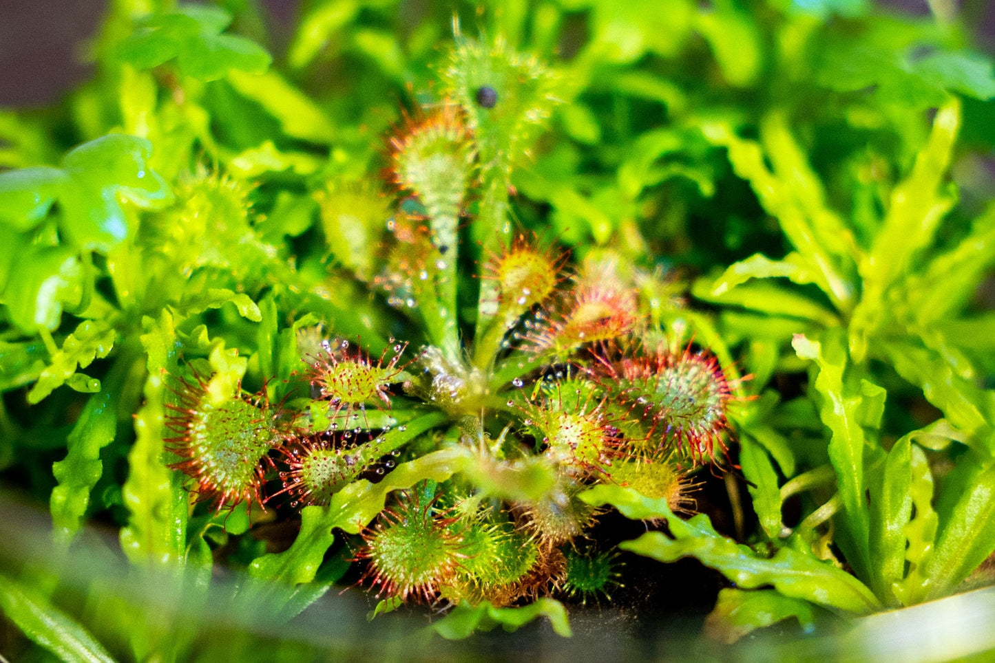 [SG READY STOCKS Live Aquatic Tissue Culture Plant] Drosera rotundifolia by Aquatic Farmer