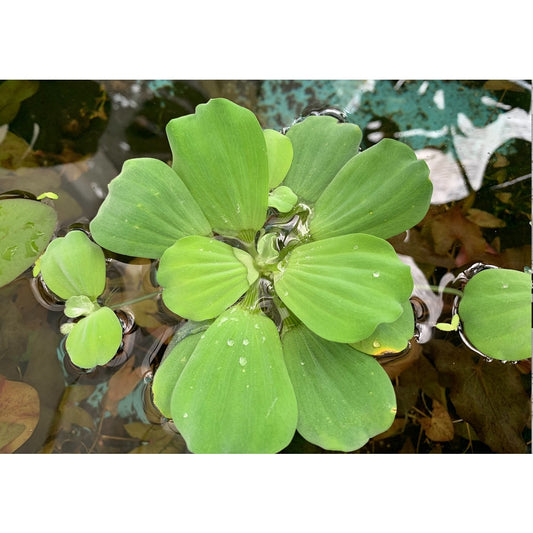 [SG READY STOCKS Live Aquatic Floating Plant]Pistia stratiotes also known as Water Lettuce by Aquatic Farmer