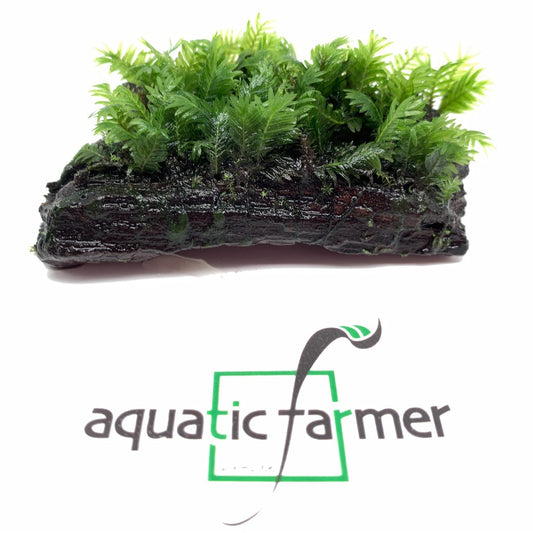 Fissidens Moss on driftwood (~3inch) live plant by Aquatic Farmer
