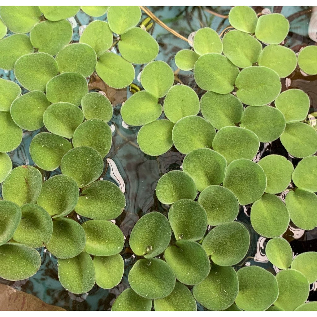 [SG READY STOCKS Live Aquatic Floating Plant] Salvinia cucullata by Aquatic Farmer