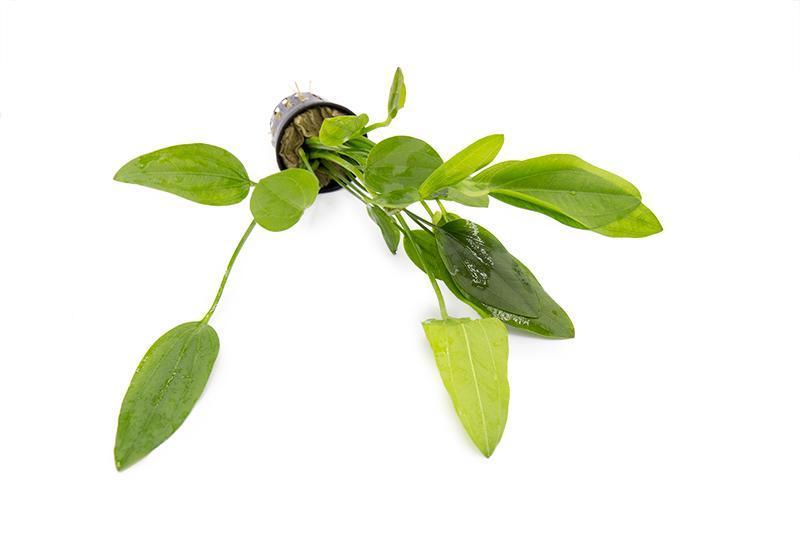 [SG READY STOCKS Live Aquatic Plant] Echinodorus Grandifolius Potted by Aquatic Farmer