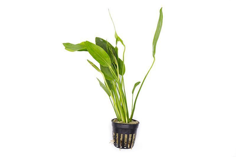 [SG READY STOCKS Live Aquatic Plant] Echinodorus Grandifolius Potted by Aquatic Farmer