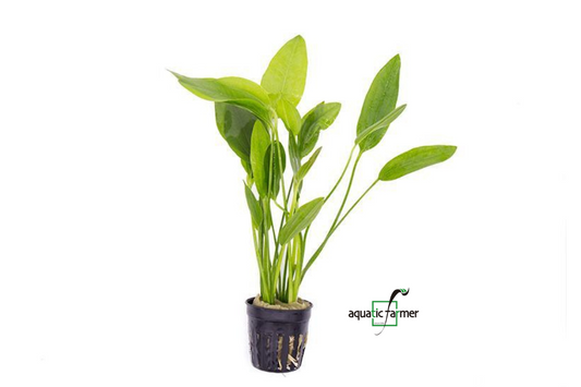 [SG READY STOCKS Live Aquatic Plant] Echinodorus Grandifolius Potted by Aquatic Farmer