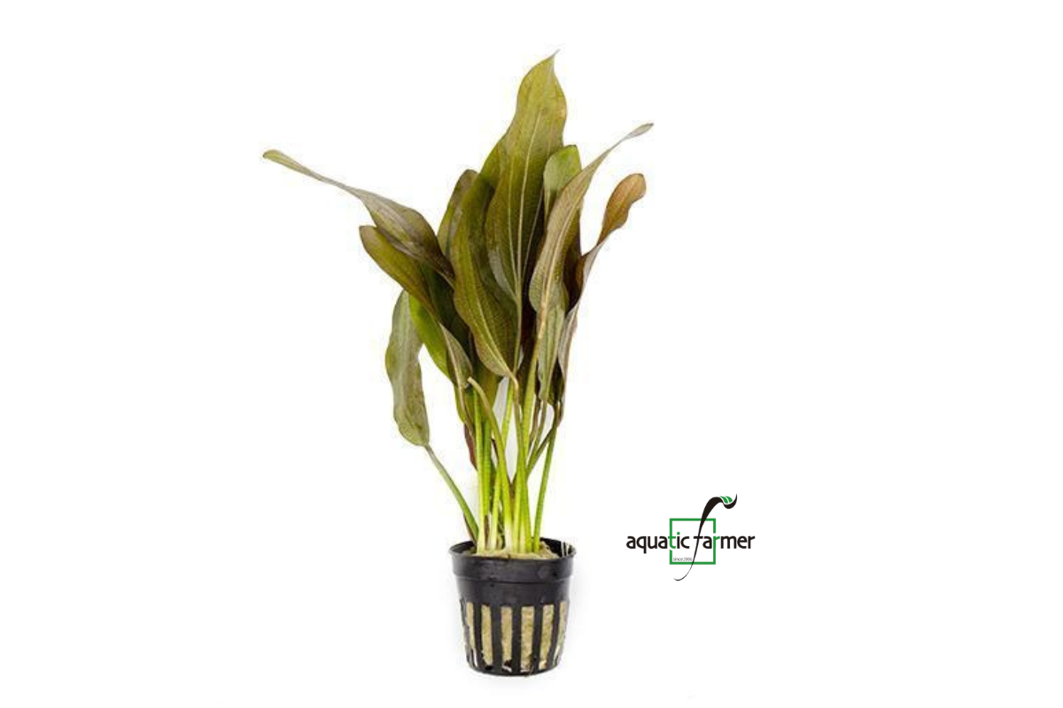 [SG READY STOCKS Live Aquatic Plant] Echinodorus Rose Potted by Aquatic Farmer