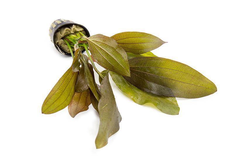 [SG READY STOCKS Live Aquatic Plant] Echinodorus Rose Potted by Aquatic Farmer