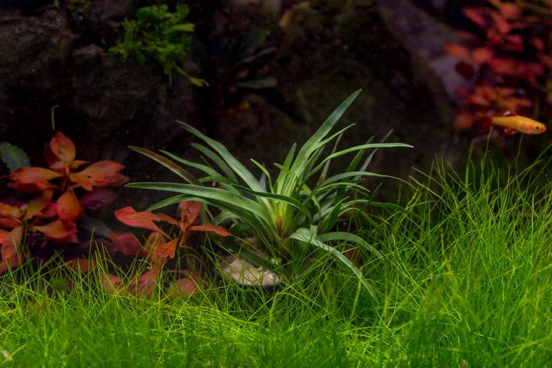 [SG READY STOCKS Live Aquatic Plant] Eriocaulon Vietnam Potted by Aquatic Farmer