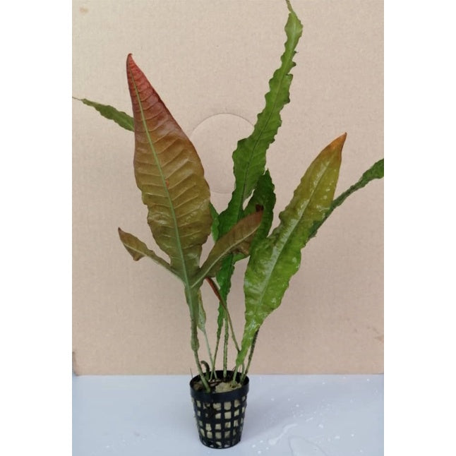 [SG READY STOCKS Live Aquatic Plant] Microsorum pteropus Red or Red Java Fern Potted by Aquatic Farmer - limited stock.