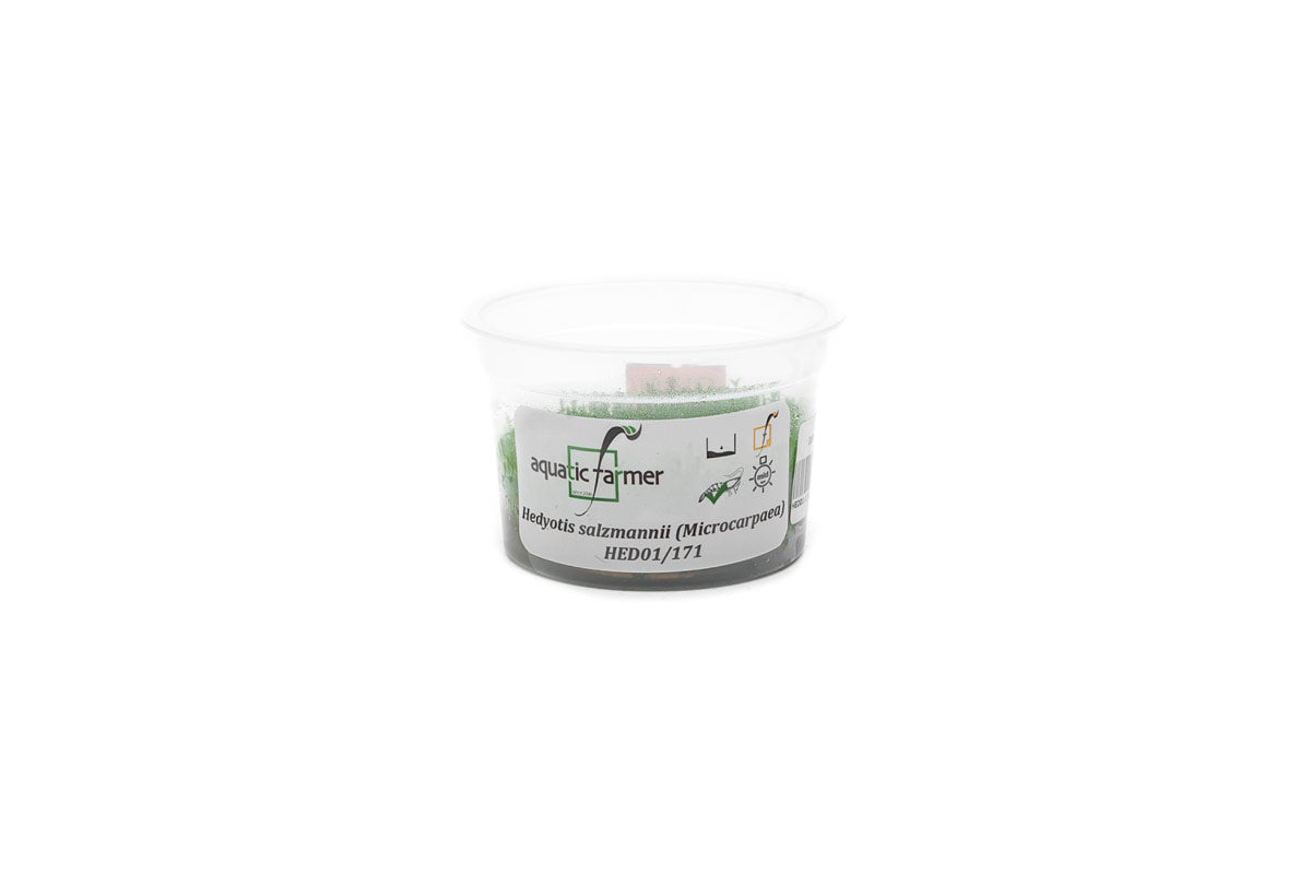 [SG READY STOCKS Live Aquatic Tissue Culture Plant] Hedyotis salzmanii by Aquatic Farmer