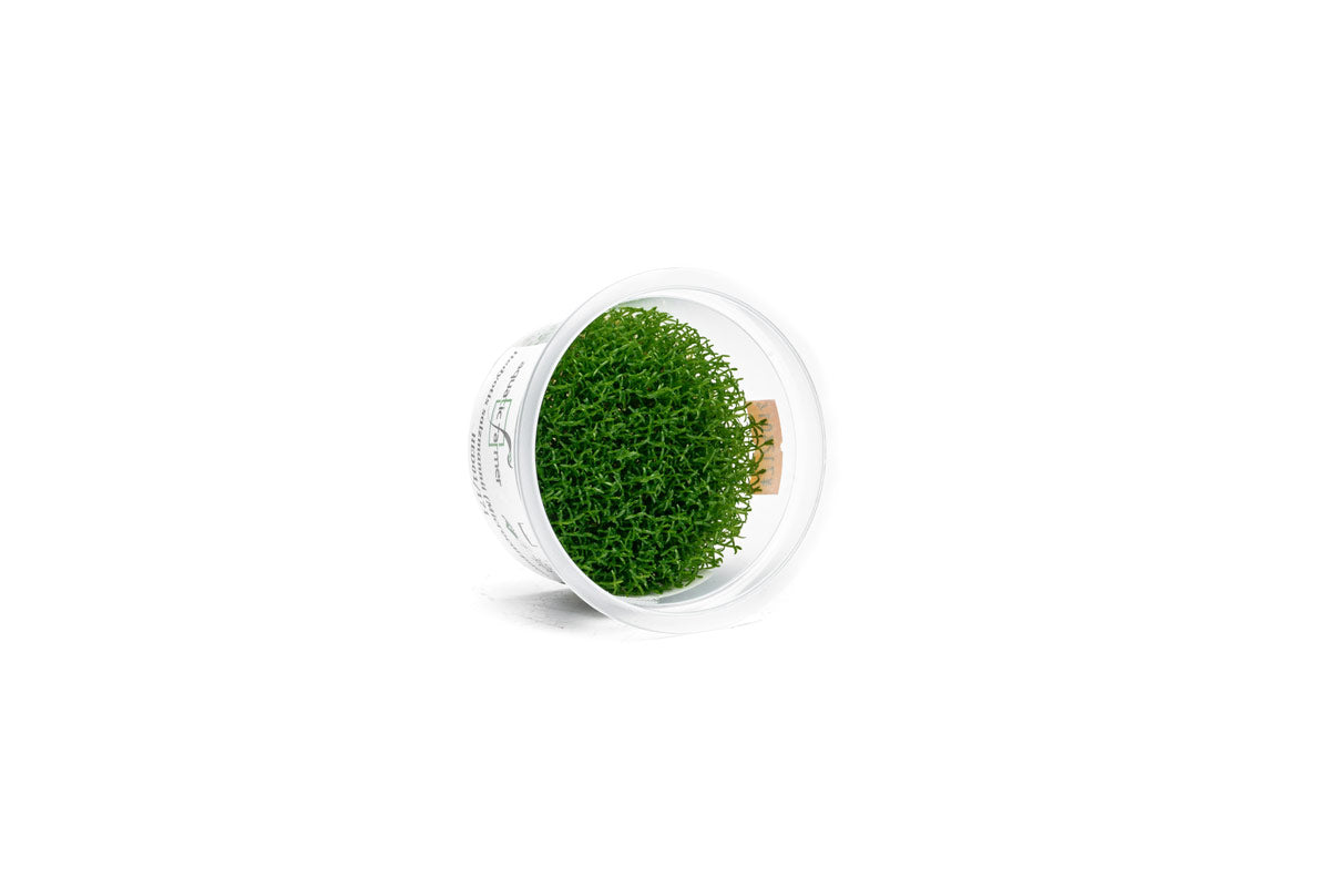 [SG READY STOCKS Live Aquatic Tissue Culture Plant] Hedyotis salzmanii by Aquatic Farmer