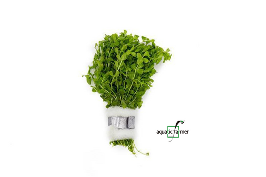 [SG READY STOCKS Live Aquatic Plant] Hemianthus Micranthemoides (Pearl Weed) in Lead Bunch by Aquatic Farmer