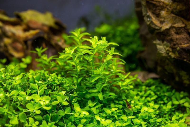 [SG READY STOCKS Live Aquatic Plant] Hemianthus Micranthemoides (Pearl Weed) in Lead Bunch by Aquatic Farmer
